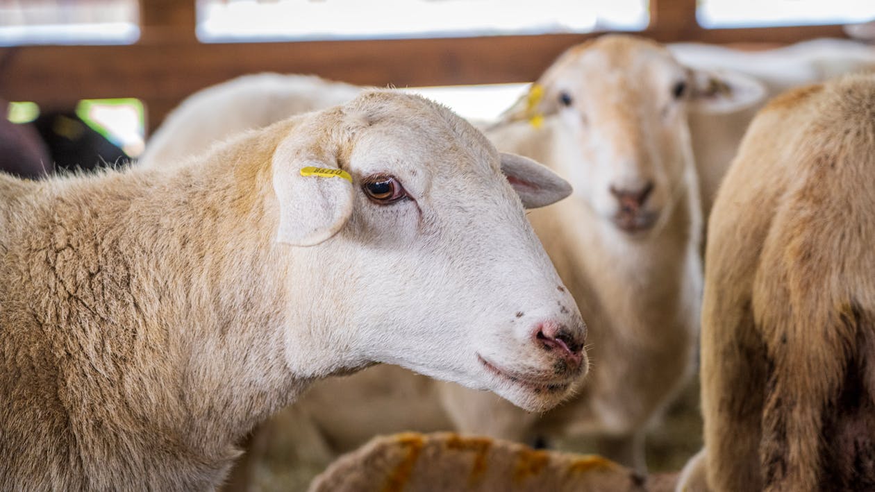 KÜÇÜKBAŞ HAYVANCILIK